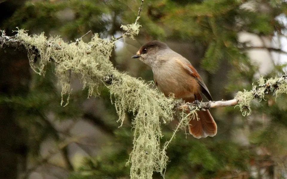 Siberian Jay (Perisoreus infaustus) — photo 5 of 6