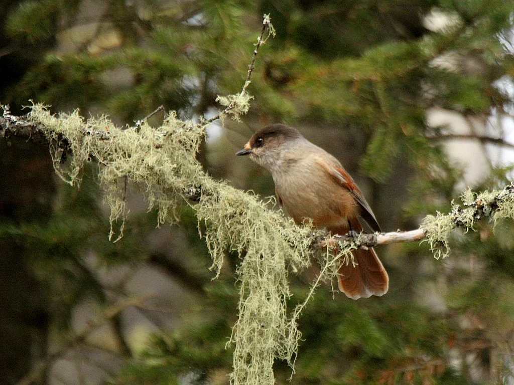 Siberian Jay (Perisoreus infaustus) — photo 5 of 6
