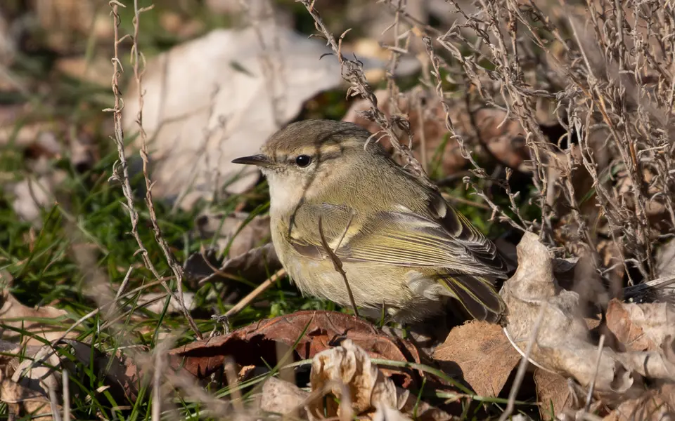Hume’s Leaf Warbler (Phylloscopus humei) — photo 5 of 5