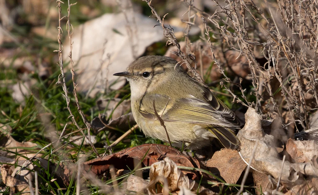 Hume’s Leaf Warbler (Phylloscopus humei) — photo 5 of 5