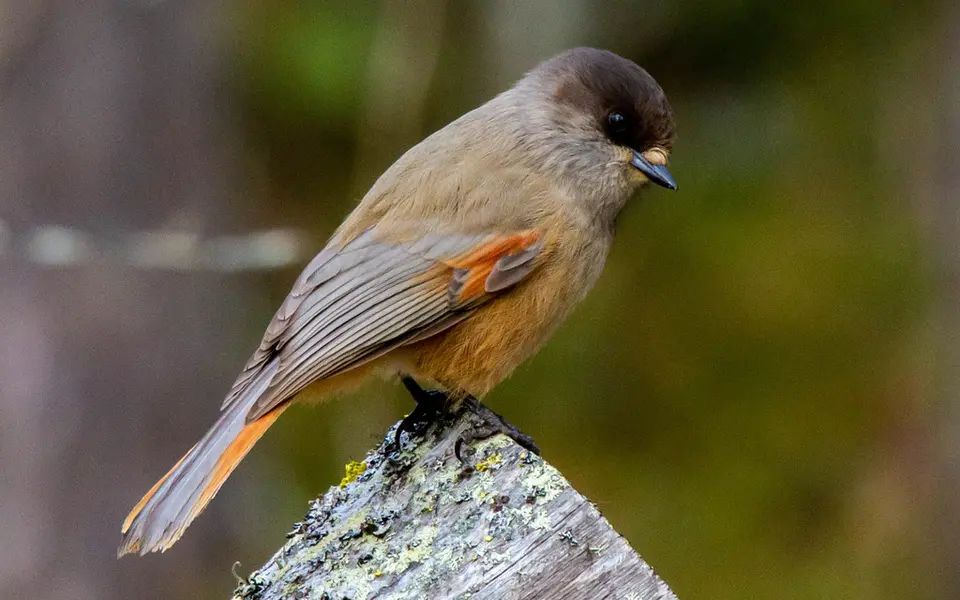 Siberian Jay (Perisoreus infaustus) — photo 6 of 6
