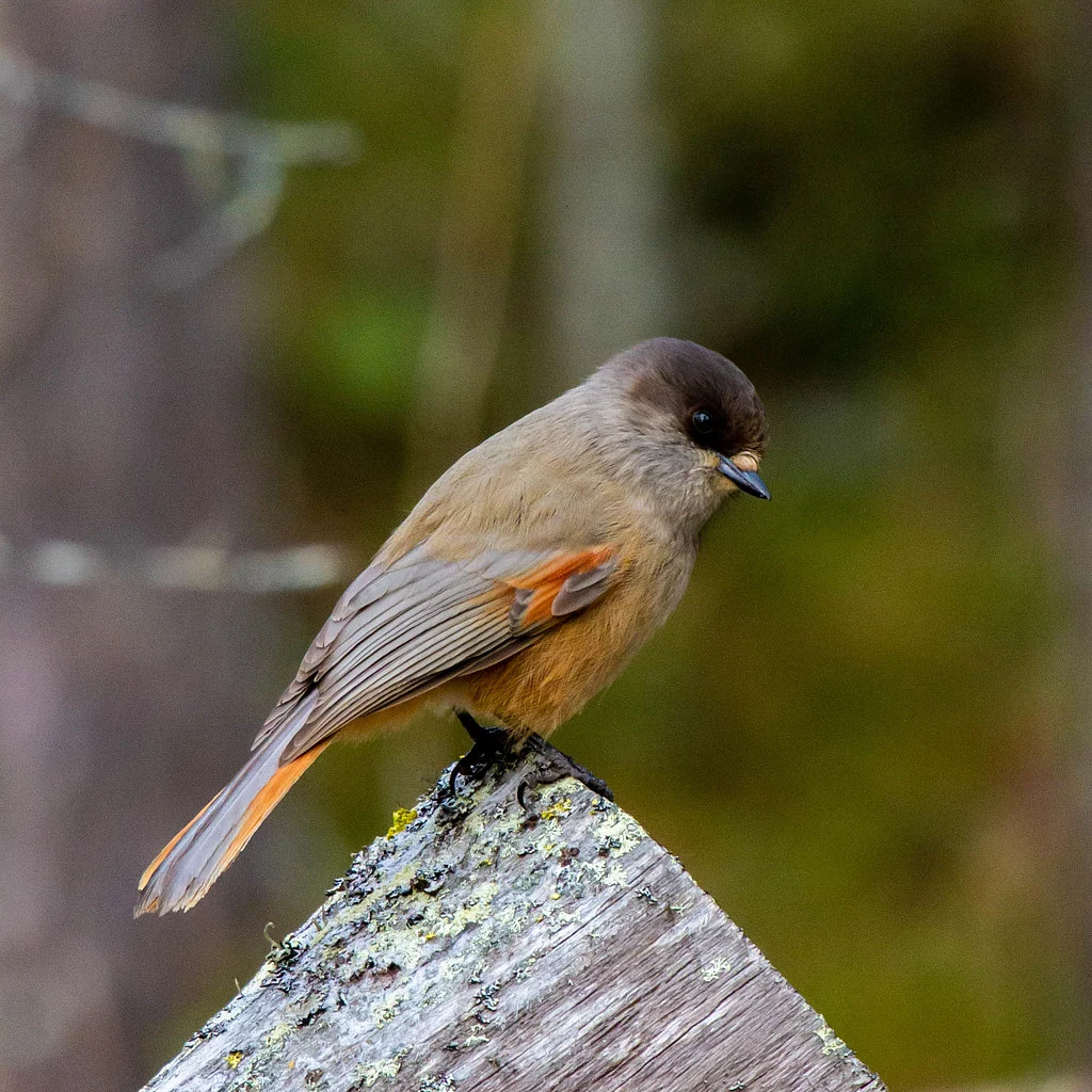 Siberian Jay (Perisoreus infaustus) — photo 6 of 6