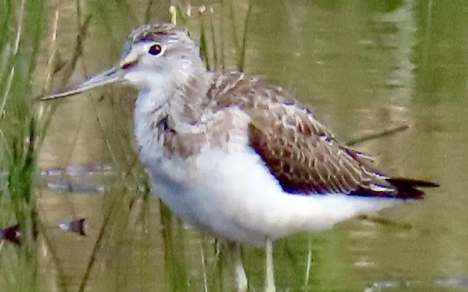 Common Greenshank (Tringa nebularia) — photo 4 of 4