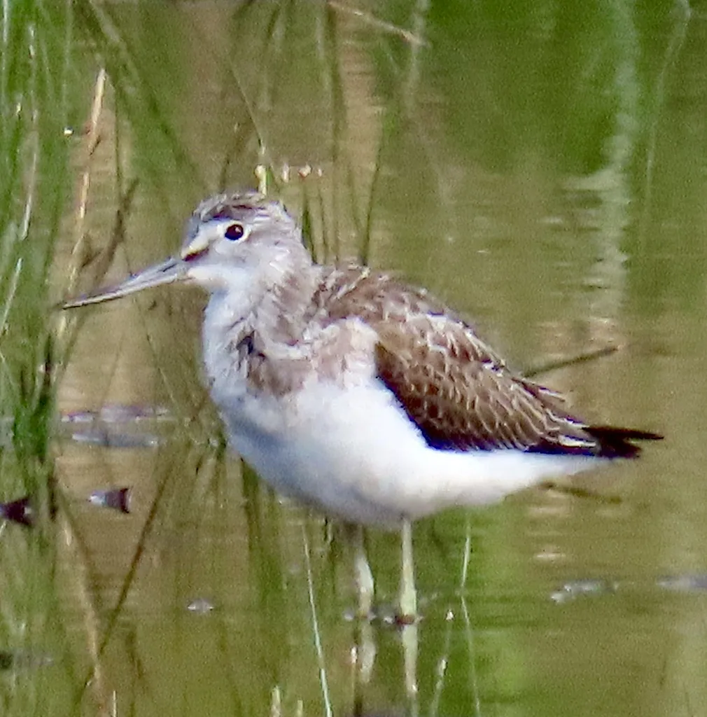 Common Greenshank