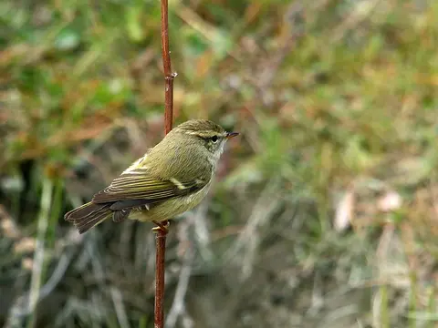 Hume’s Leaf Warbler