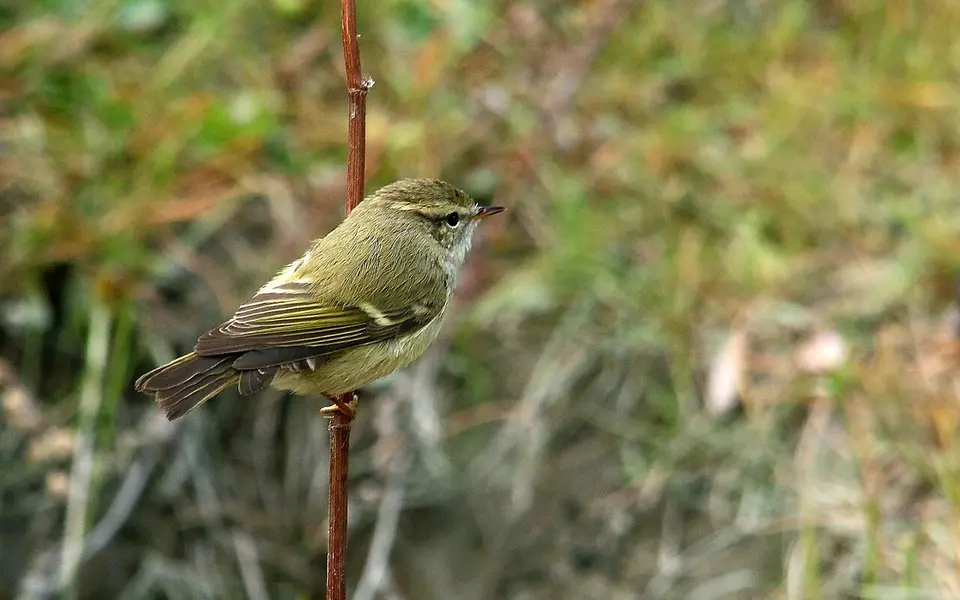 Hume’s Leaf Warbler (Phylloscopus humei) — photo 1 of 5