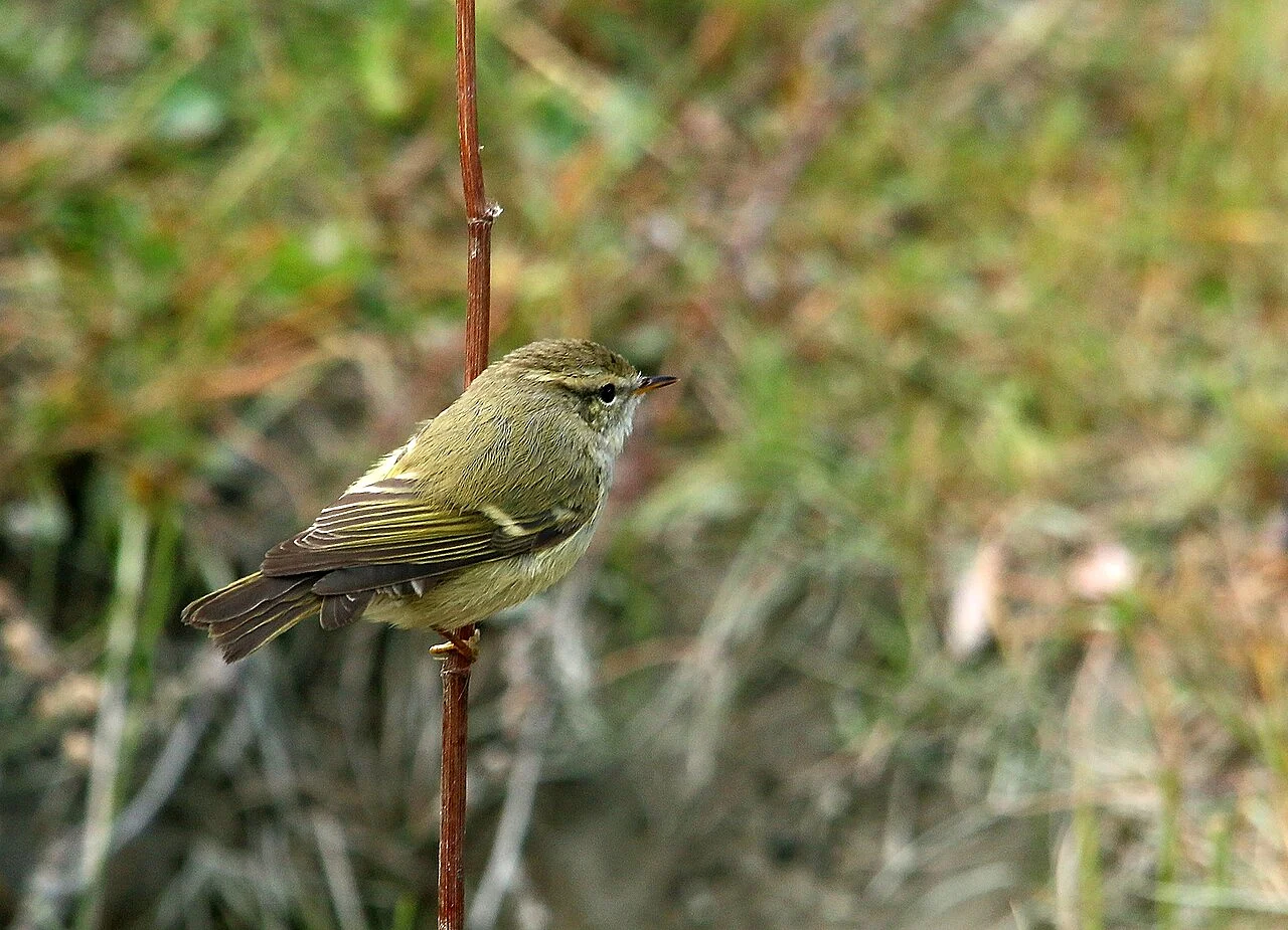 Hume’s Leaf Warbler (Phylloscopus humei) — photo 1 of 5