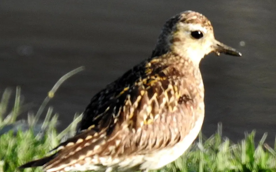 Pacific Golden Plover (Pluvialis fulva) — photo 4 of 6
