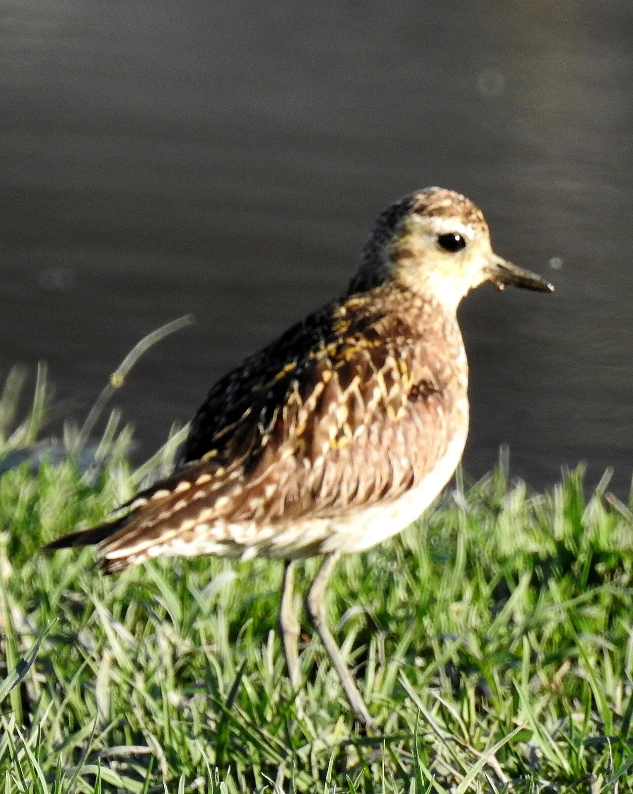 Pacific Golden Plover (Pluvialis fulva) — photo 4 of 6
