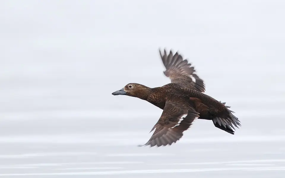 Steller’s Eider (Polysticta stelleri) — photo 4 of 7