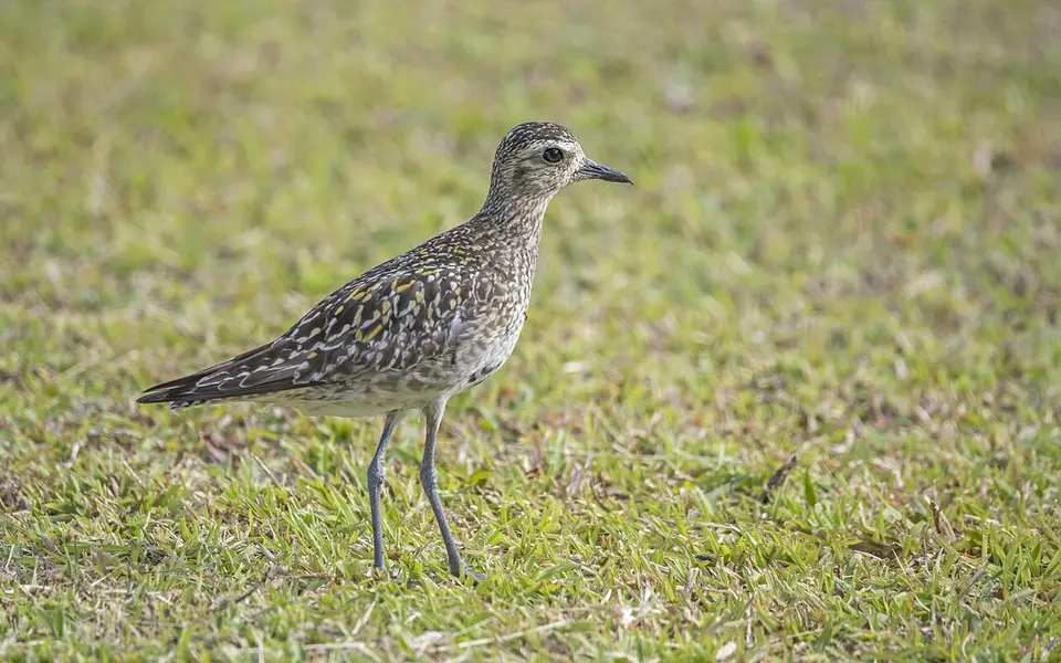 Pacific Golden Plover (Pluvialis fulva) — photo 5 of 6