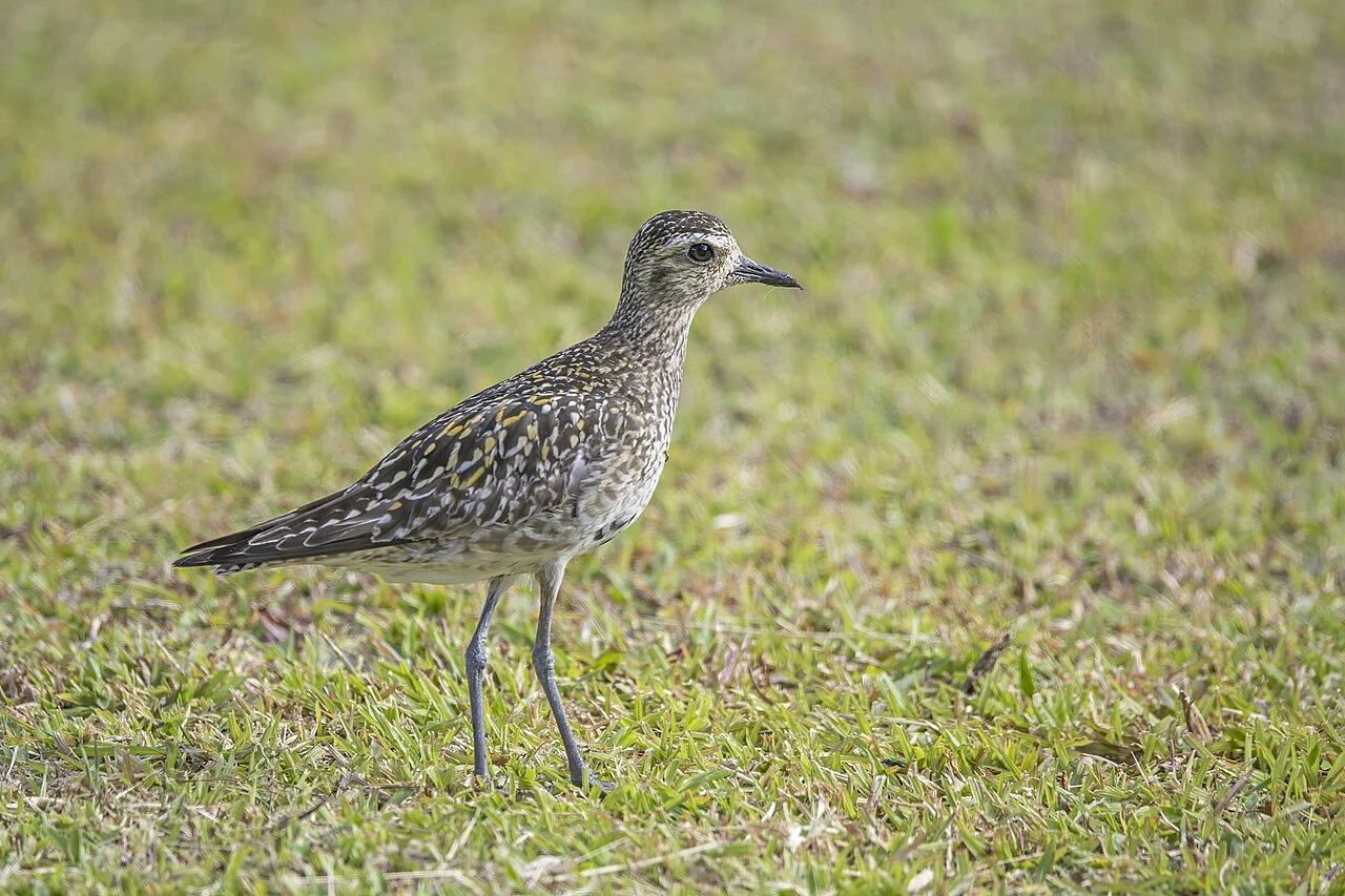 Pacific Golden Plover (Pluvialis fulva) — photo 5 of 6
