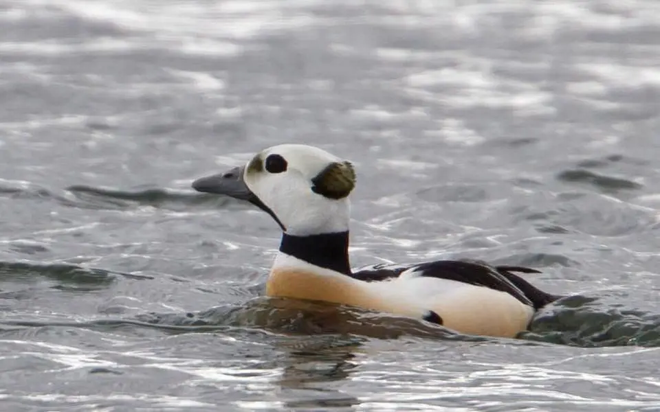 Steller’s Eider (Polysticta stelleri) — photo 5 of 7