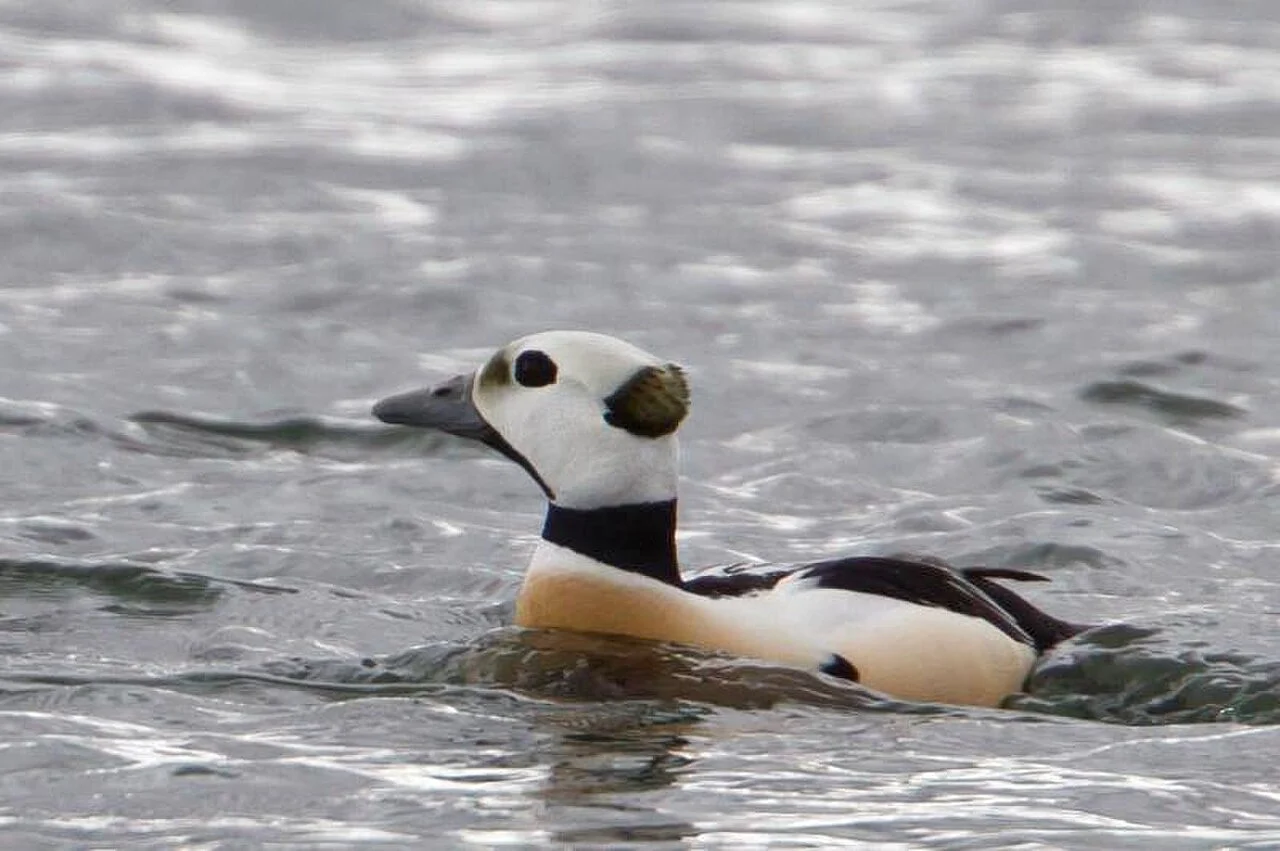 Steller’s Eider (Polysticta stelleri) — photo 5 of 7