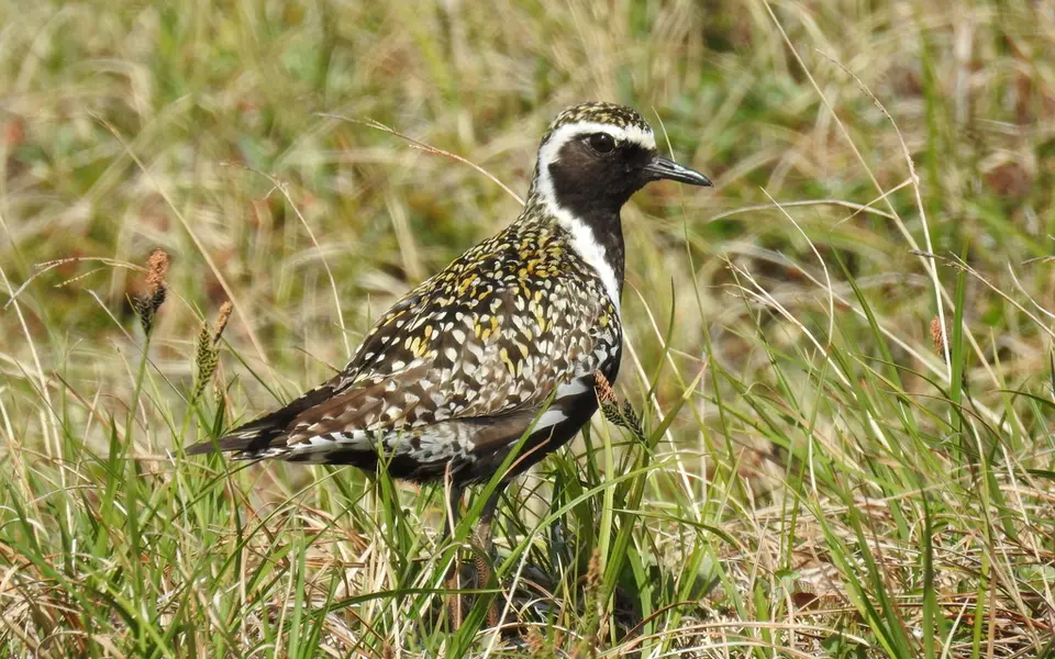 Pacific Golden Plover (Pluvialis fulva) — photo 1 of 6