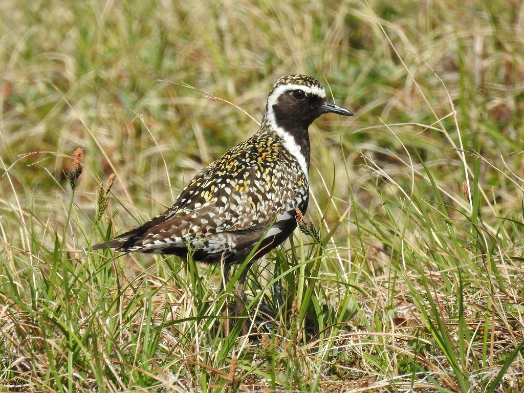 Pacific Golden Plover (Pluvialis fulva) — photo 1 of 6