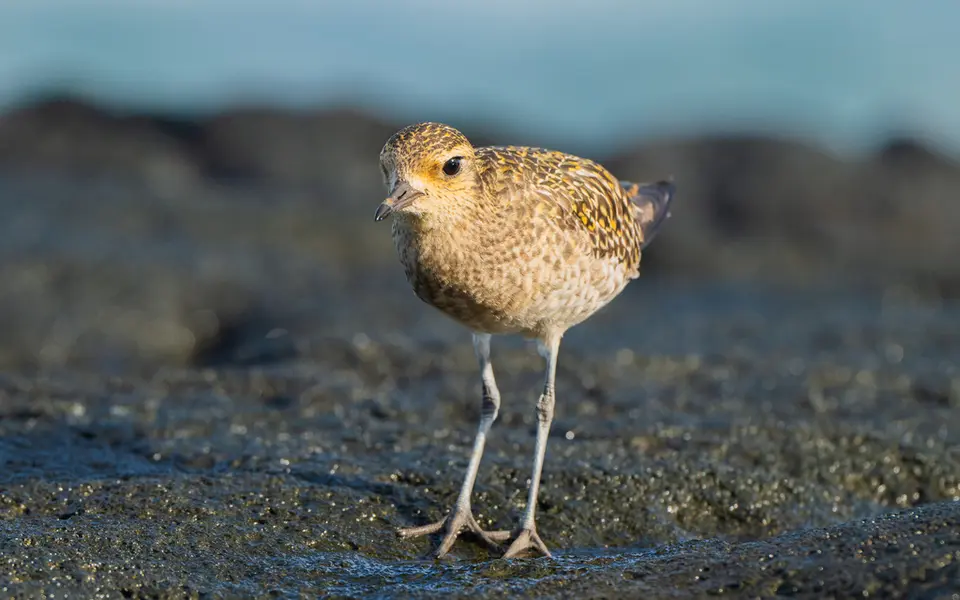 Pacific Golden Plover (Pluvialis fulva) — photo 6 of 6