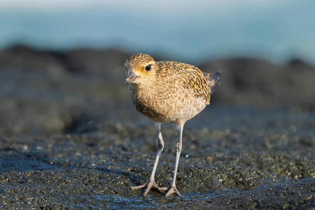 Pacific Golden Plover (Pluvialis fulva) — photo 6 of 6
