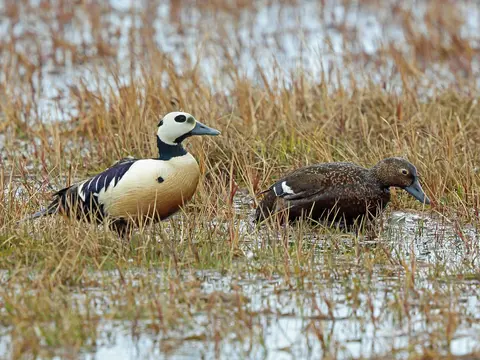 Steller’s Eider