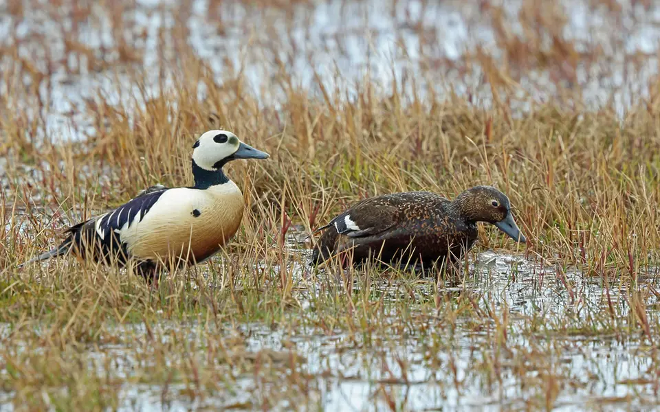 Steller’s Eider (Polysticta stelleri) — photo 1 of 7