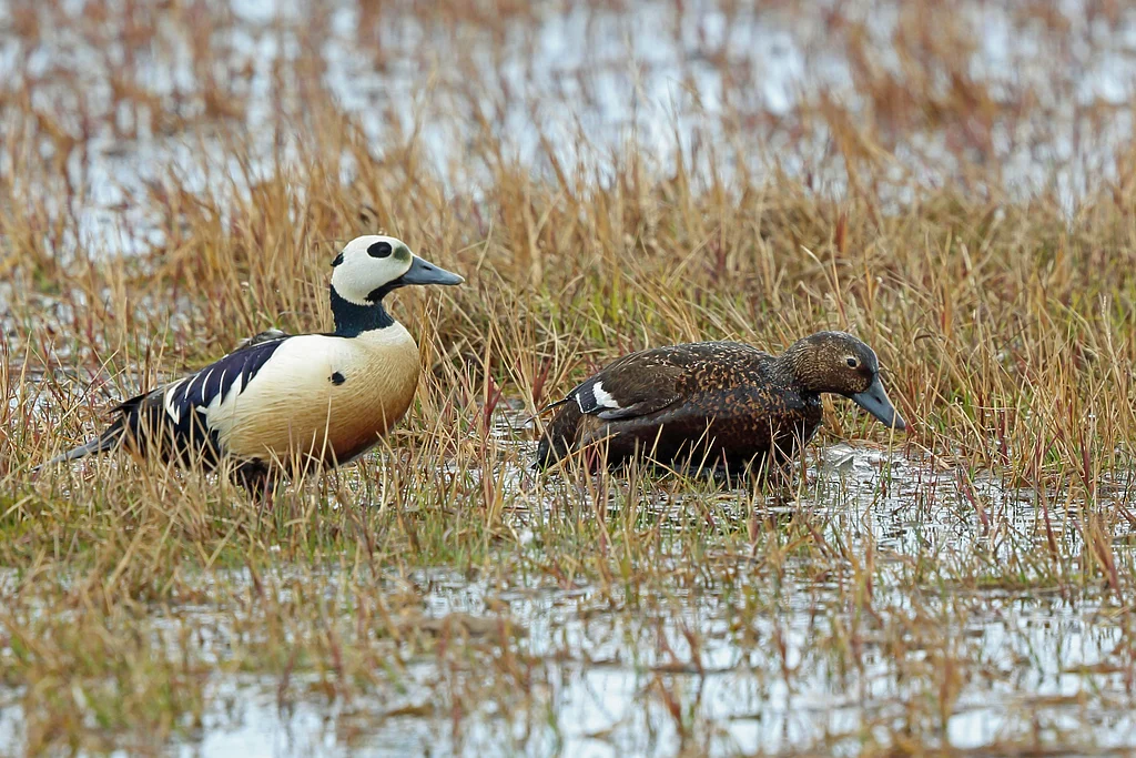 Steller’s Eider (Polysticta stelleri) — photo 1 of 7