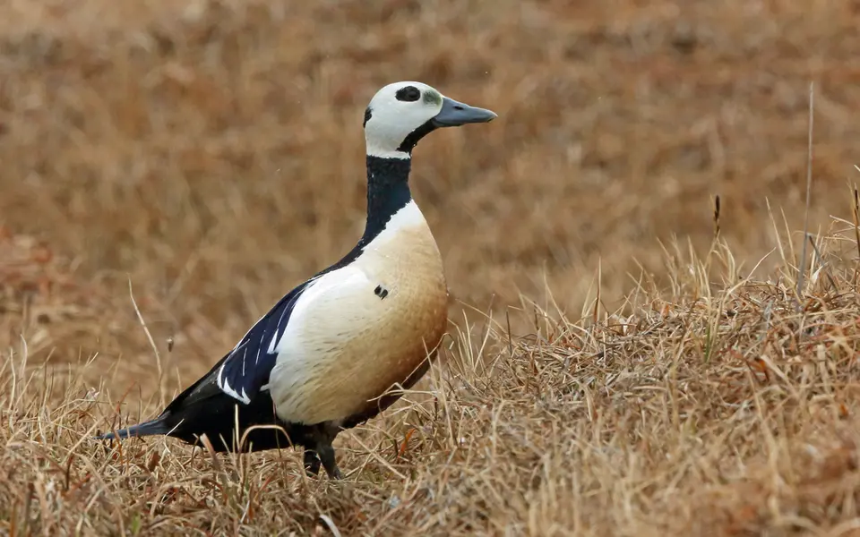 Steller’s Eider (Polysticta stelleri) — photo 6 of 7