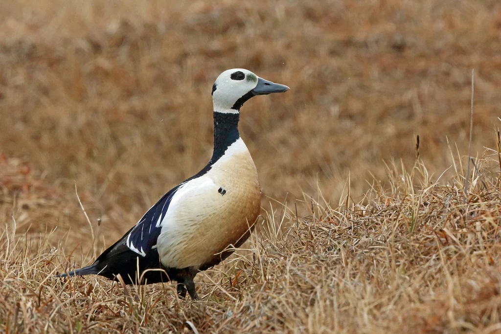 Steller’s Eider (Polysticta stelleri) — photo 6 of 7