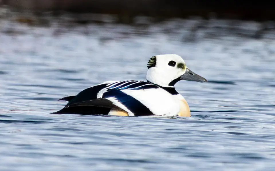 Steller’s Eider (Polysticta stelleri) — photo 7 of 7