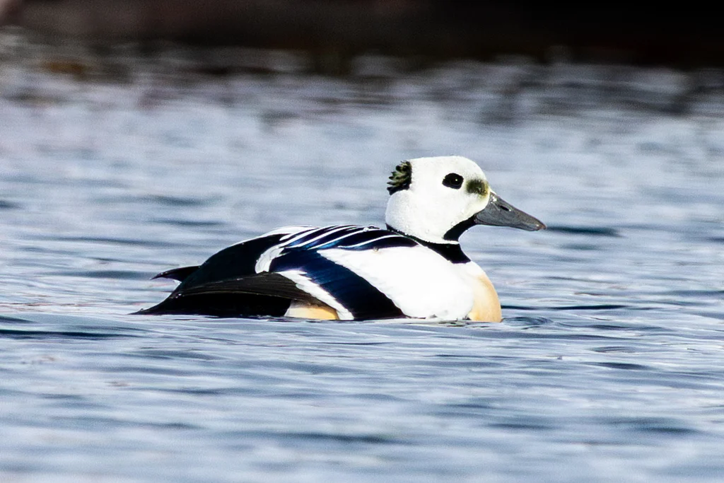 Steller’s Eider (Polysticta stelleri) — photo 7 of 7