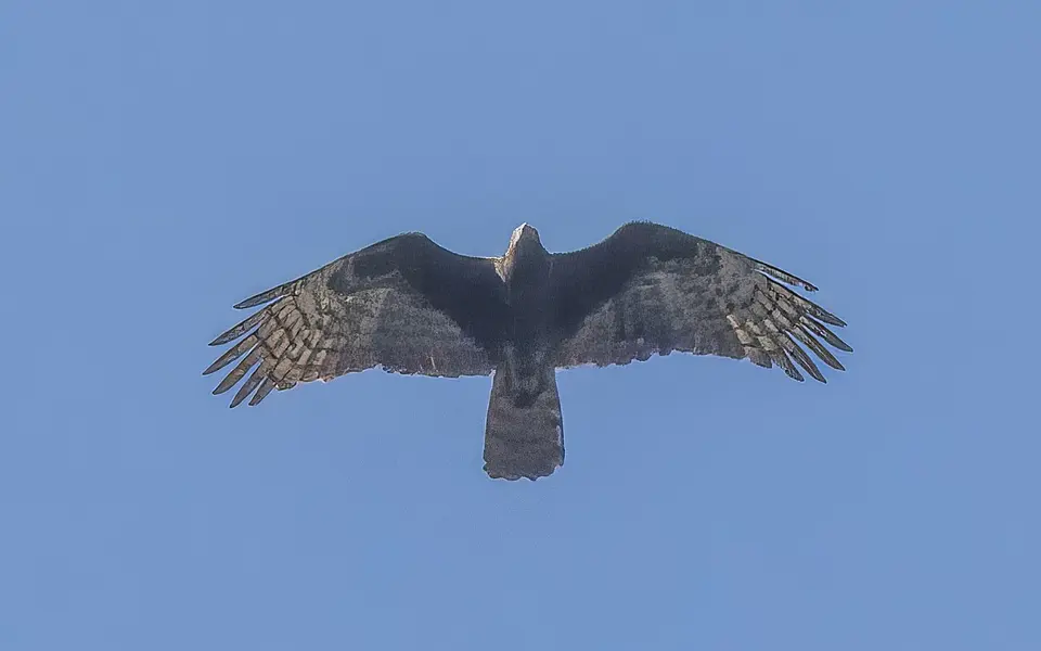 Crested Honey Buzzard (Pernis ptilorhynchus) — photo 2 of 9