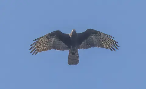 Crested Honey Buzzard (Pernis ptilorhynchus) — photo 2 of 9