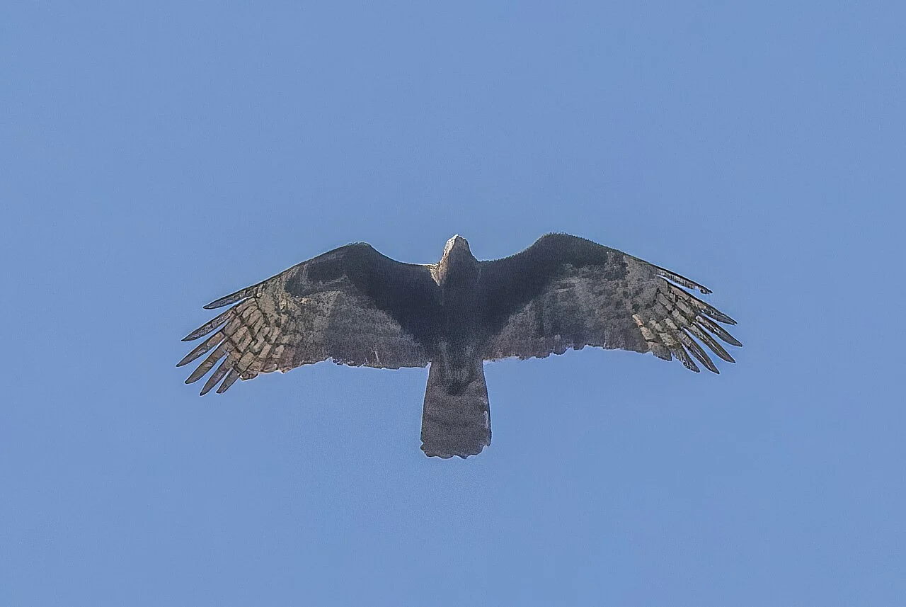 Crested Honey Buzzard (Pernis ptilorhynchus) — photo 2 of 9