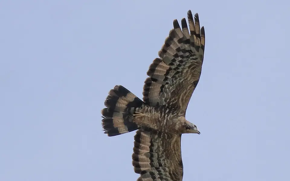 Crested Honey Buzzard (Pernis ptilorhynchus) — photo 1 of 9