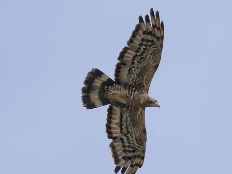 Crested Honey Buzzard