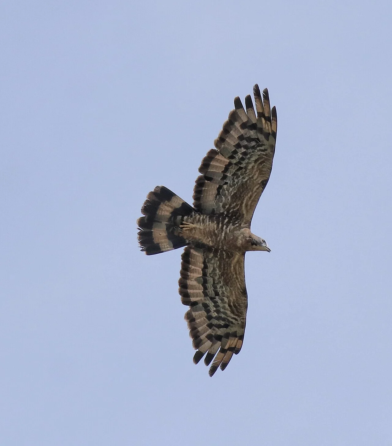 Crested Honey Buzzard (Pernis ptilorhynchus) — photo 1 of 9