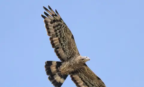 Crested Honey Buzzard (Pernis ptilorhynchus) — photo 3 of 9