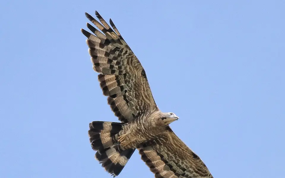 Crested Honey Buzzard (Pernis ptilorhynchus) — photo 3 of 9