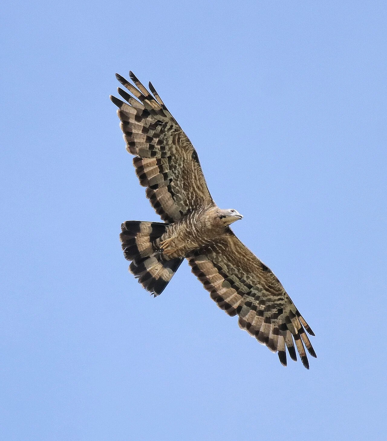 Crested Honey Buzzard (Pernis ptilorhynchus) — photo 3 of 9