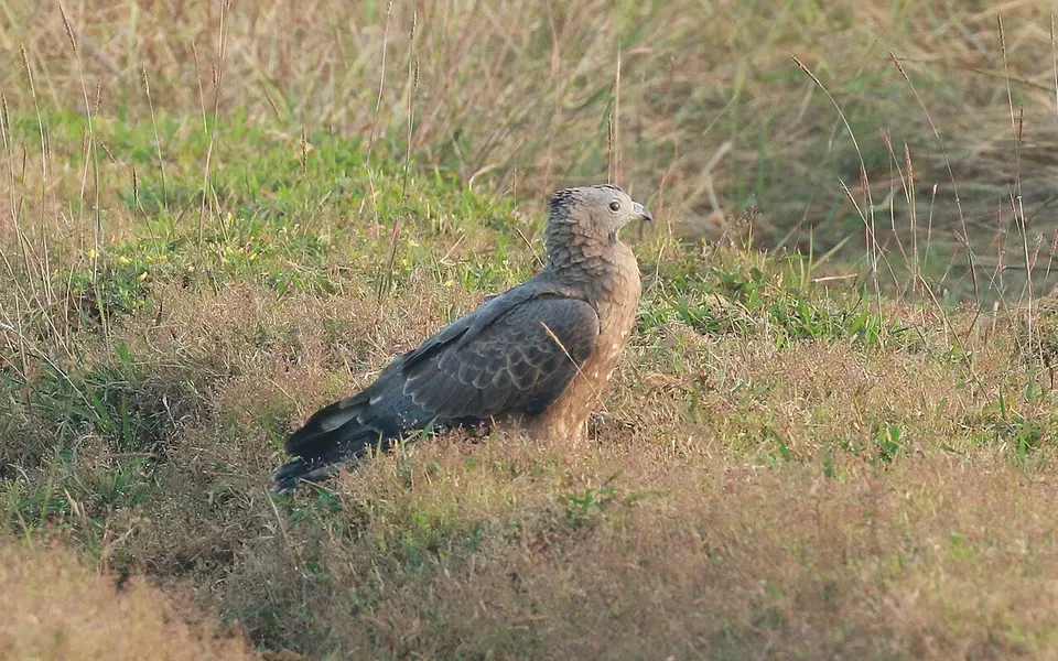 Crested Honey Buzzard (Pernis ptilorhynchus) — photo 4 of 9