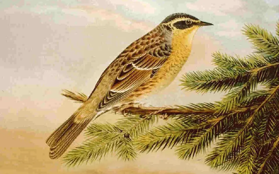 Siberian Accentor (Prunella montanella) — photo 3 of 4