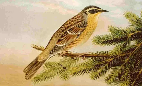 Siberian Accentor (Prunella montanella) — photo 3 of 4
