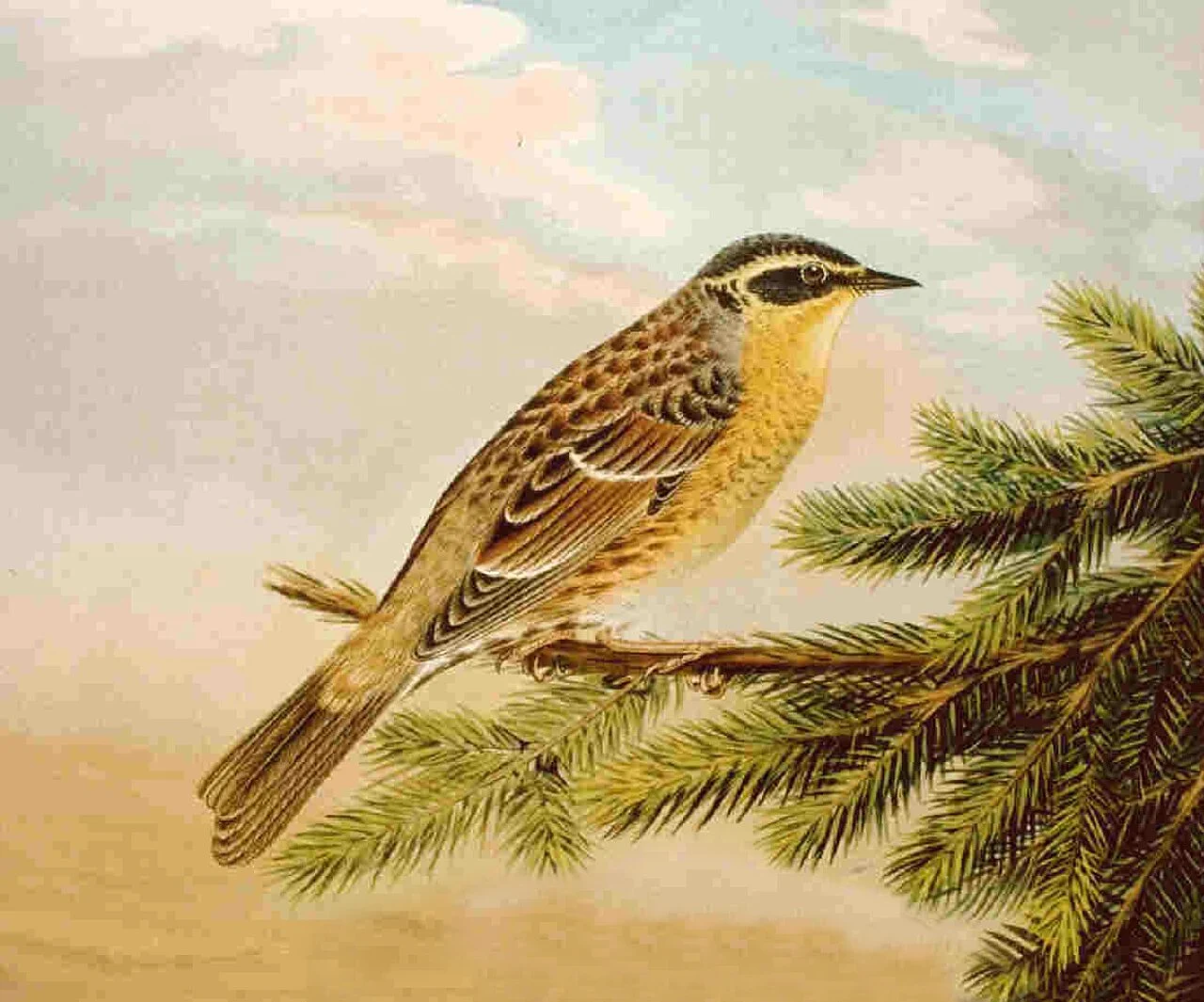 Siberian Accentor (Prunella montanella) — photo 3 of 4