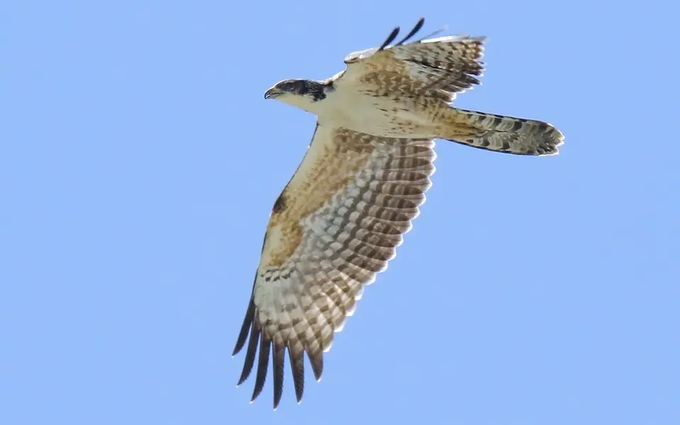 Crested Honey Buzzard (Pernis ptilorhynchus) — photo 5 of 9