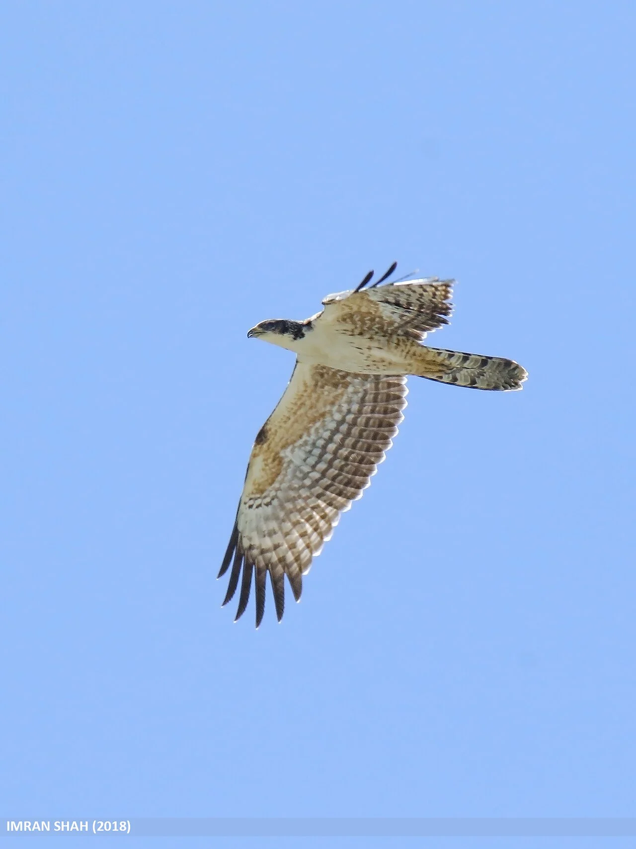 Crested Honey Buzzard (Pernis ptilorhynchus) — photo 5 of 9
