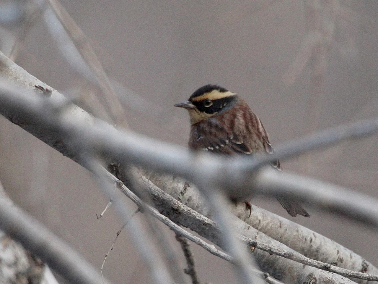 Siberian Accentor (Prunella montanella) — photo 1 of 4