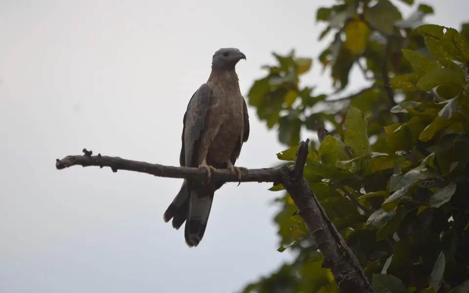 Crested Honey Buzzard (Pernis ptilorhynchus) — photo 6 of 9