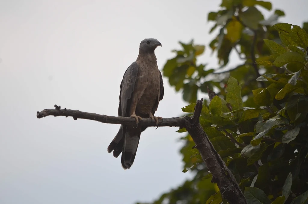 Crested Honey Buzzard (Pernis ptilorhynchus) — photo 6 of 9