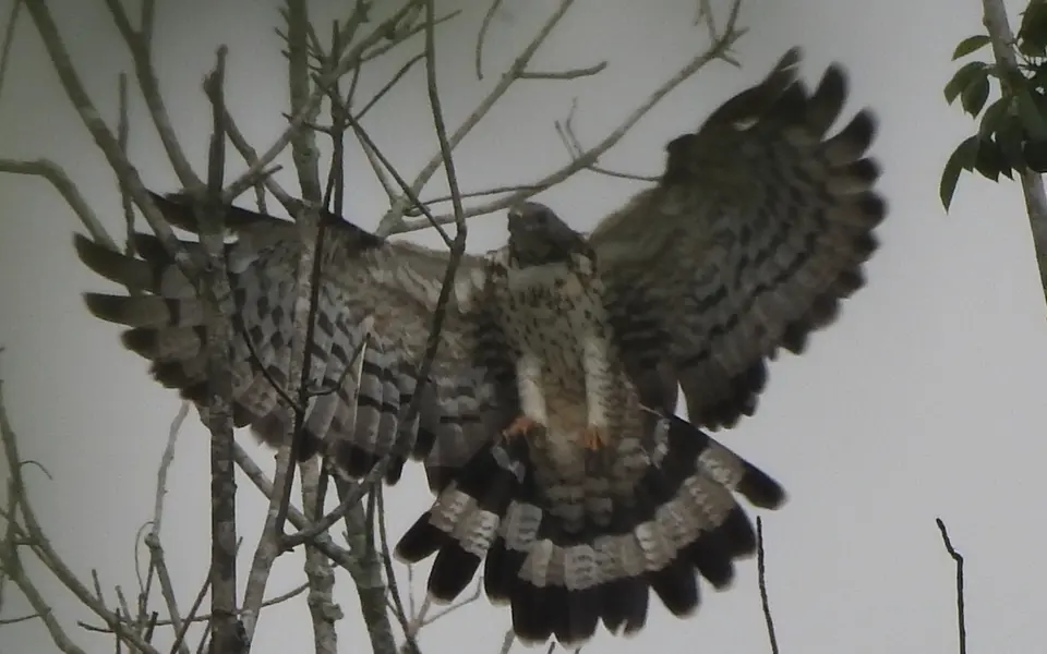 Crested Honey Buzzard (Pernis ptilorhynchus) — photo 7 of 9
