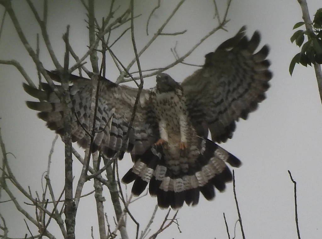 Crested Honey Buzzard (Pernis ptilorhynchus) — photo 7 of 9