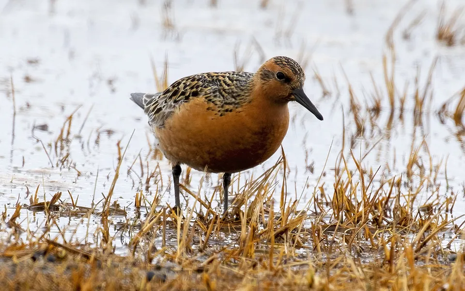 Red Knot (Calidris canutus) — photo 2 of 4